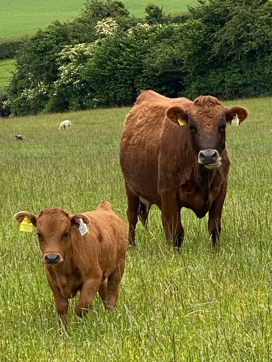 Dexter cows with calf at foot - Image 1