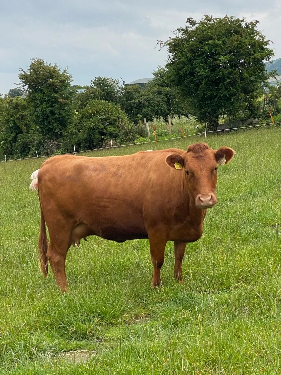Dexter cows with calf at foot - Image 2