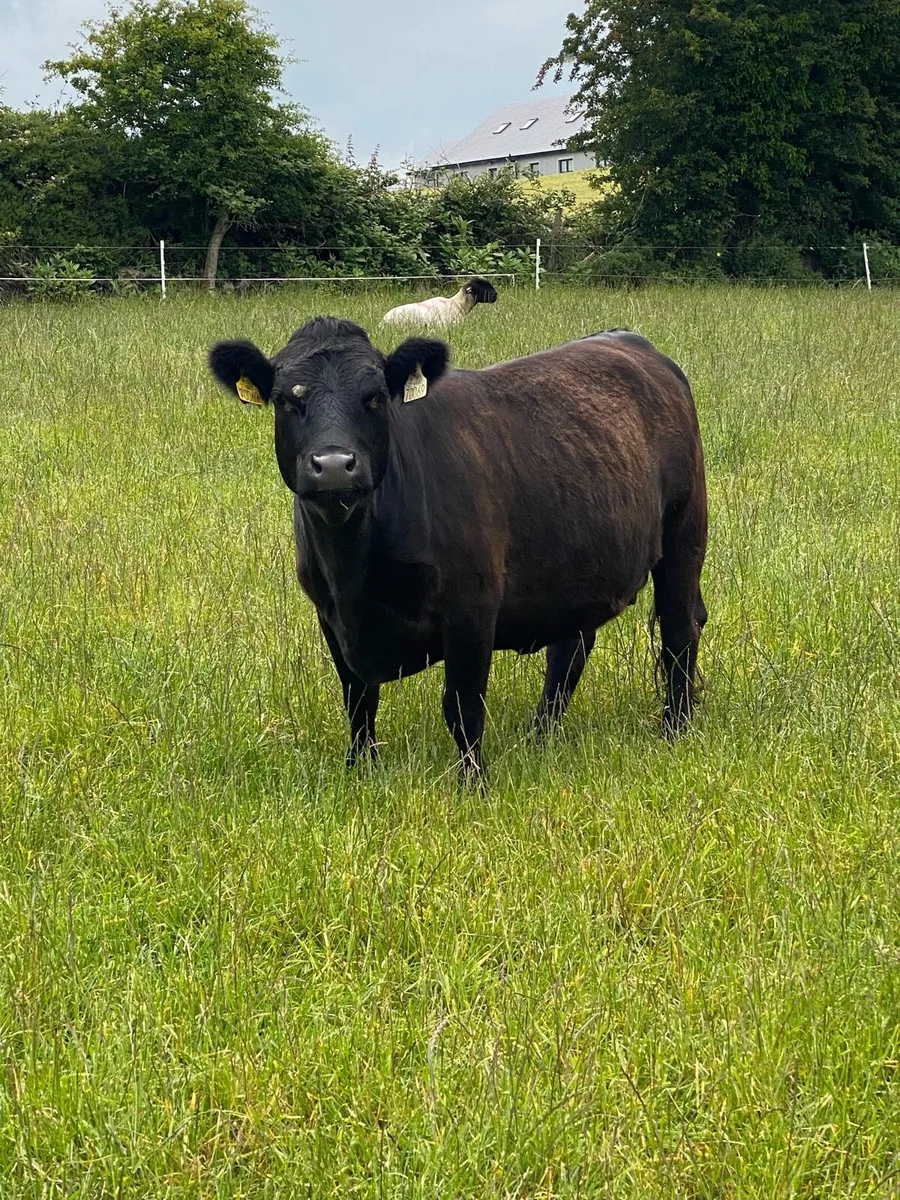 Dexter cows with calf at foot - Image 4