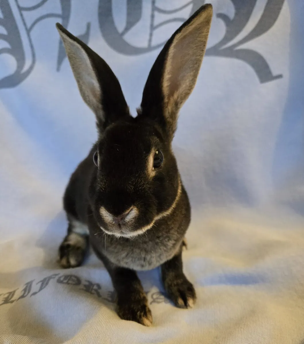 Rabbits - Image 2