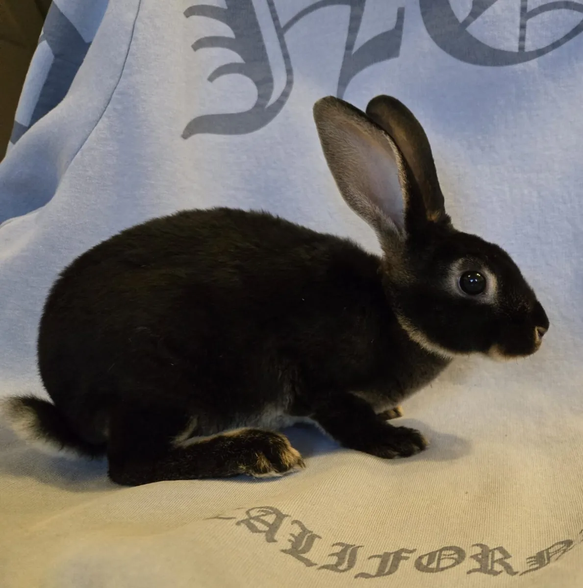 Rabbits - Image 3