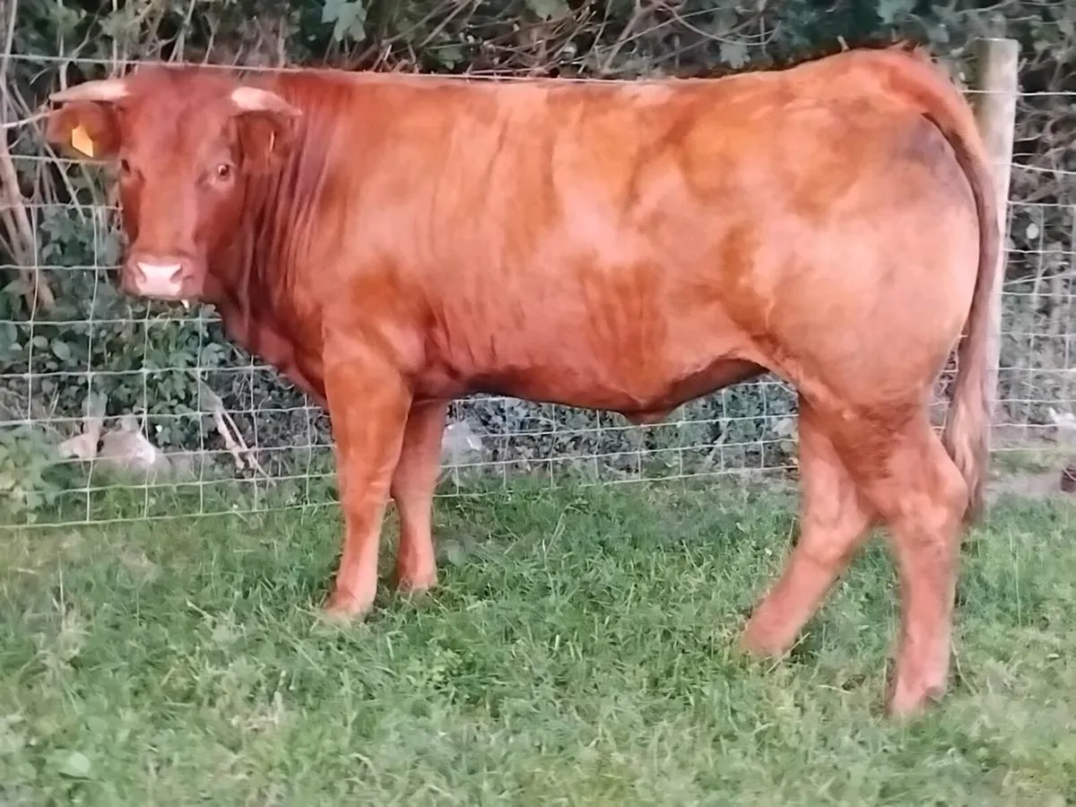 Limousin Breeding Heifer - Image 1