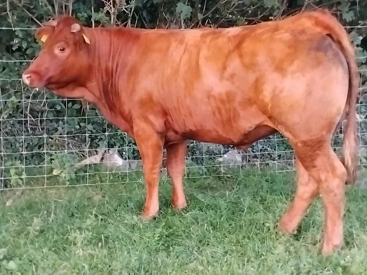 Limousin Breeding Heifer - Image 2