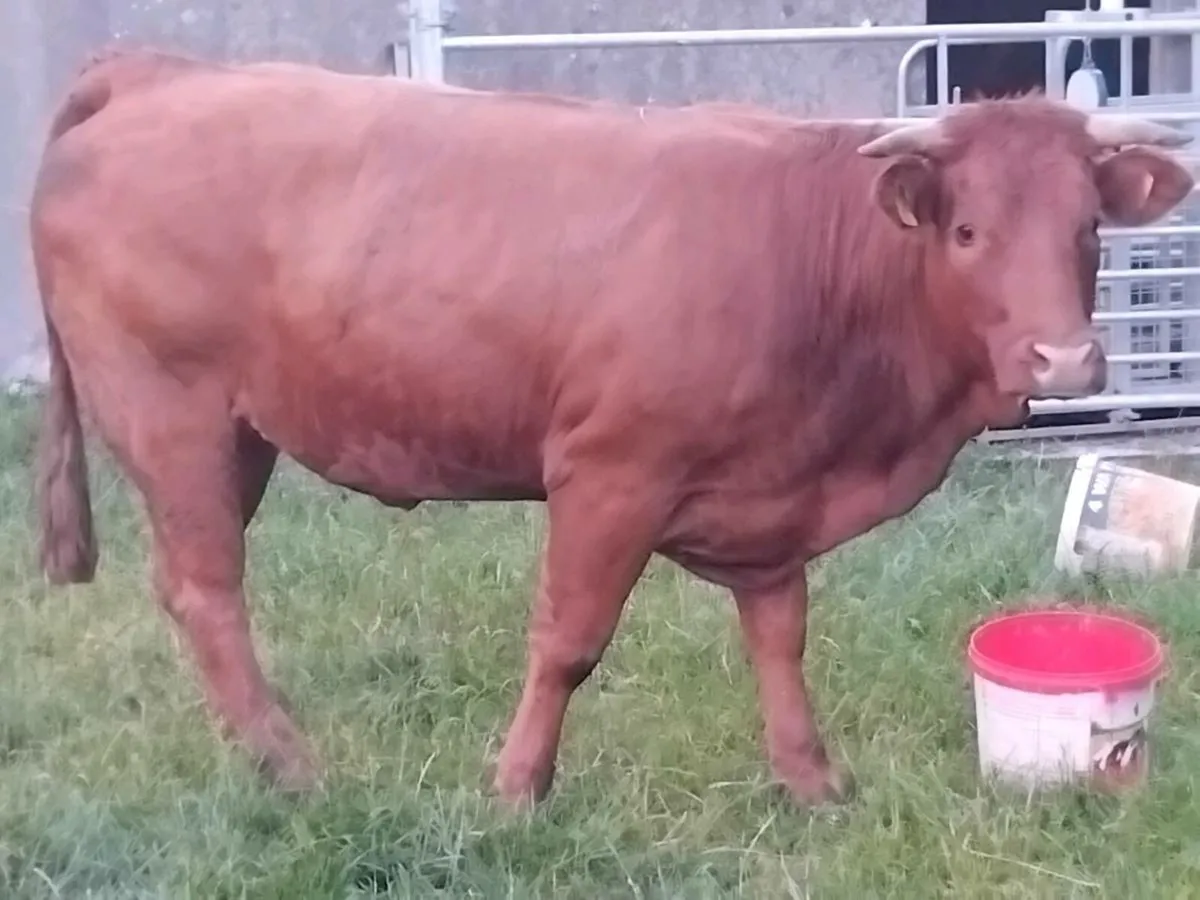 Limousin Breeding Heifer - Image 3