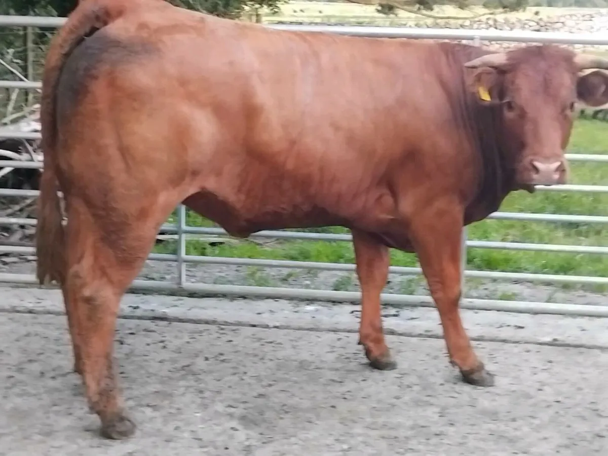Limousin Breeding Heifer - Image 4