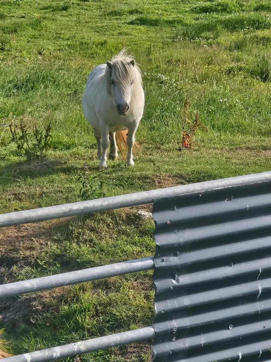 Miniature falabella pony - Image 1