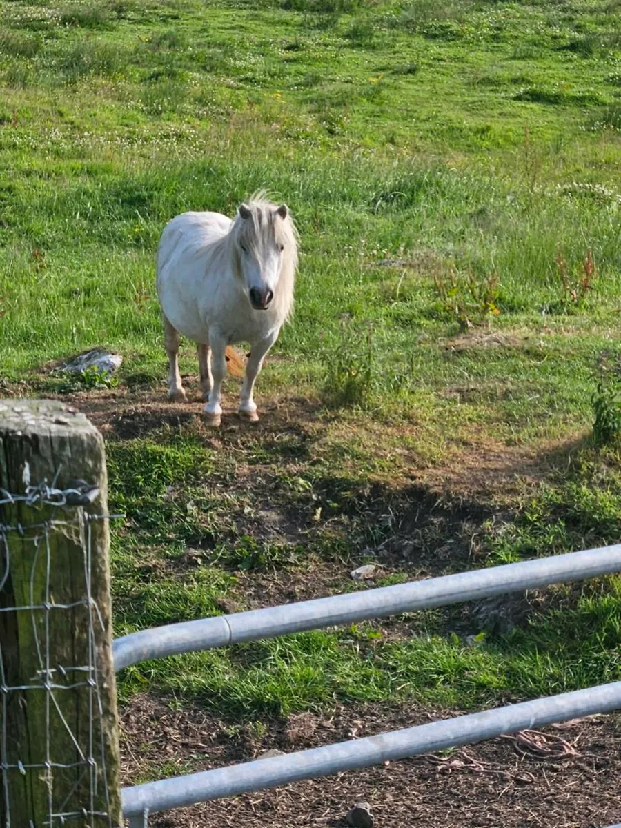 Miniature falabella pony - Image 2