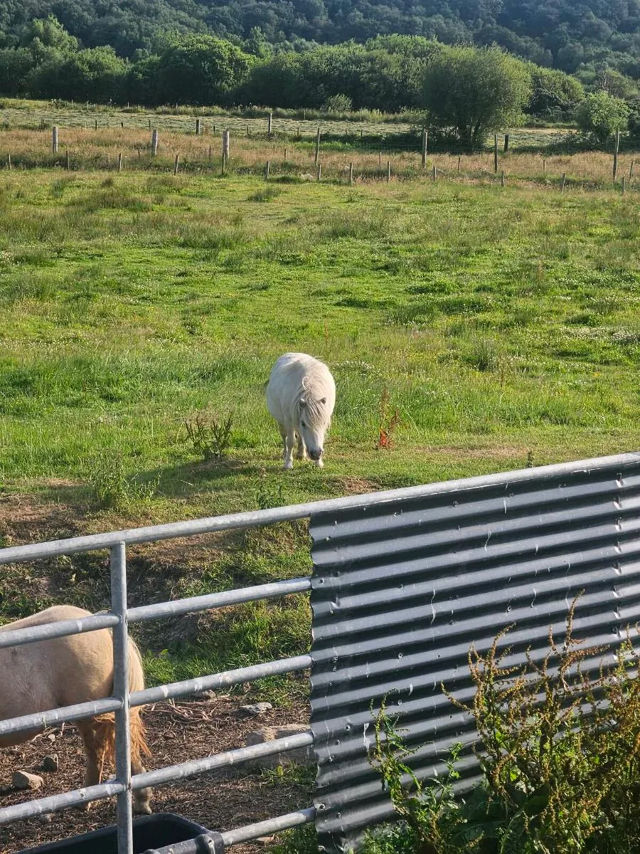 Miniature falabella pony - Image 3