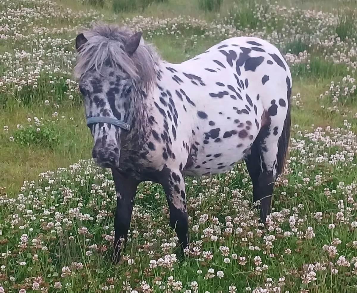 Miniature falabella pony - Image 4