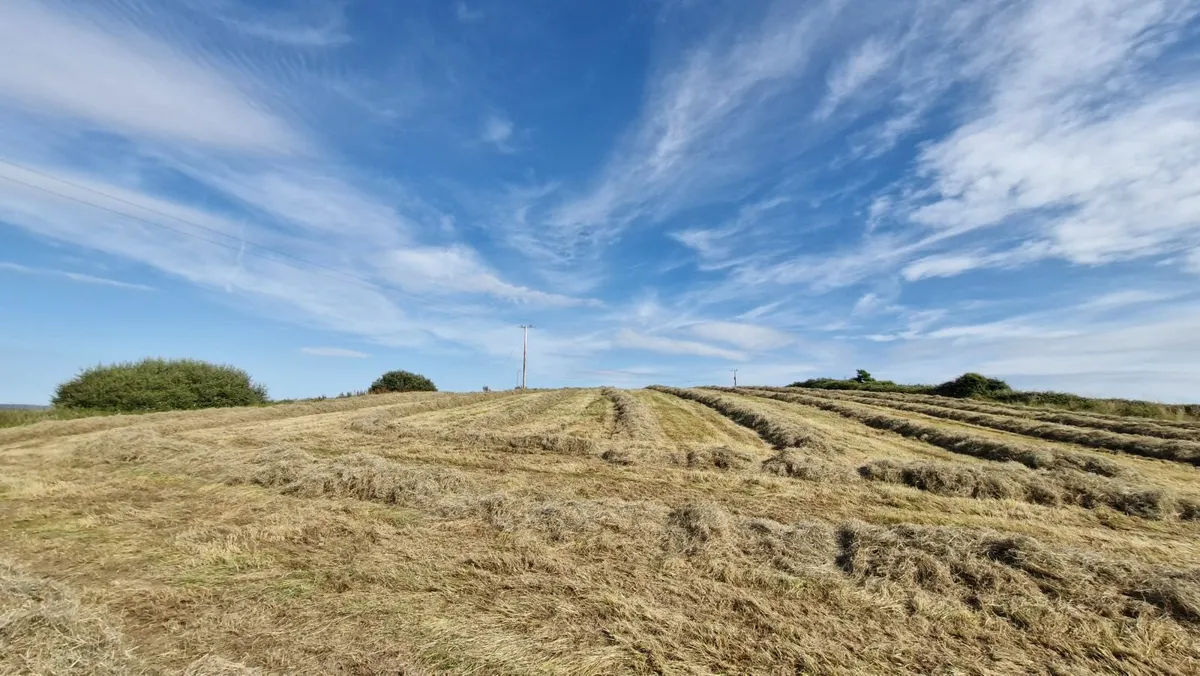 Hay - Image 1
