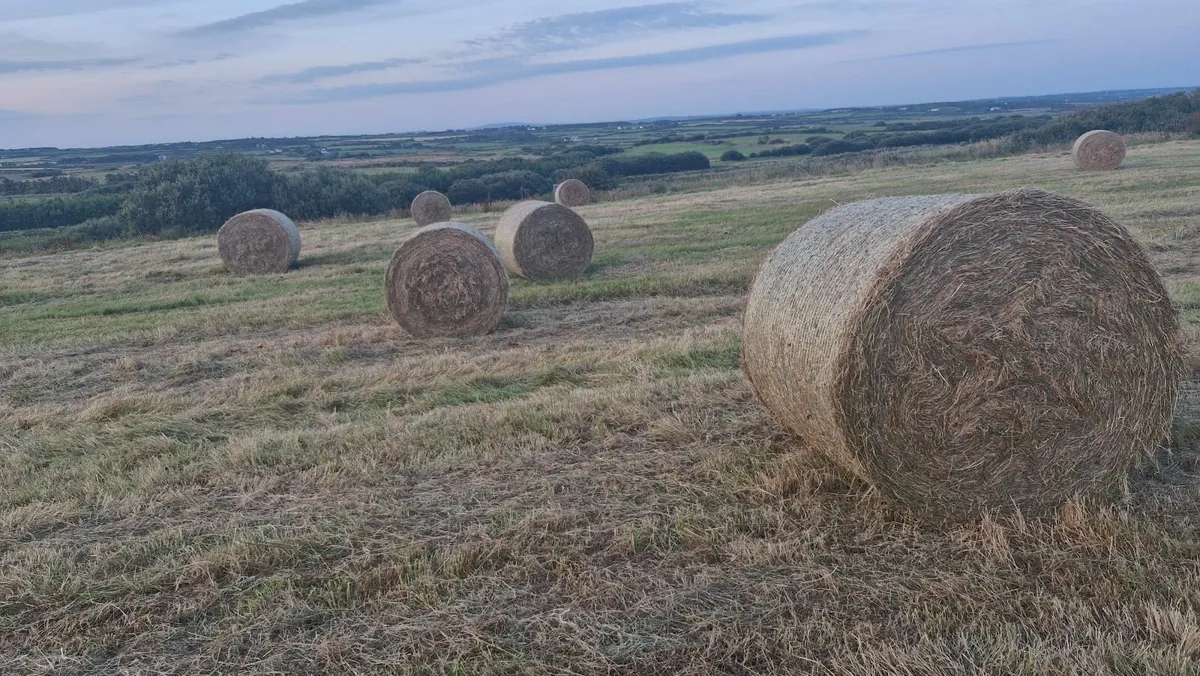 Hay - Image 2