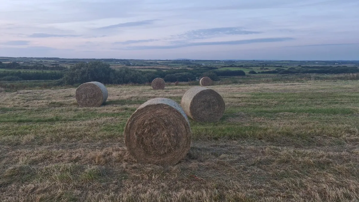 Hay - Image 3