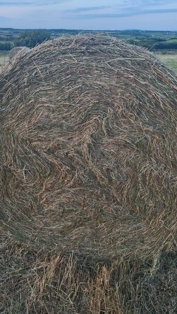 Hay - Image 4