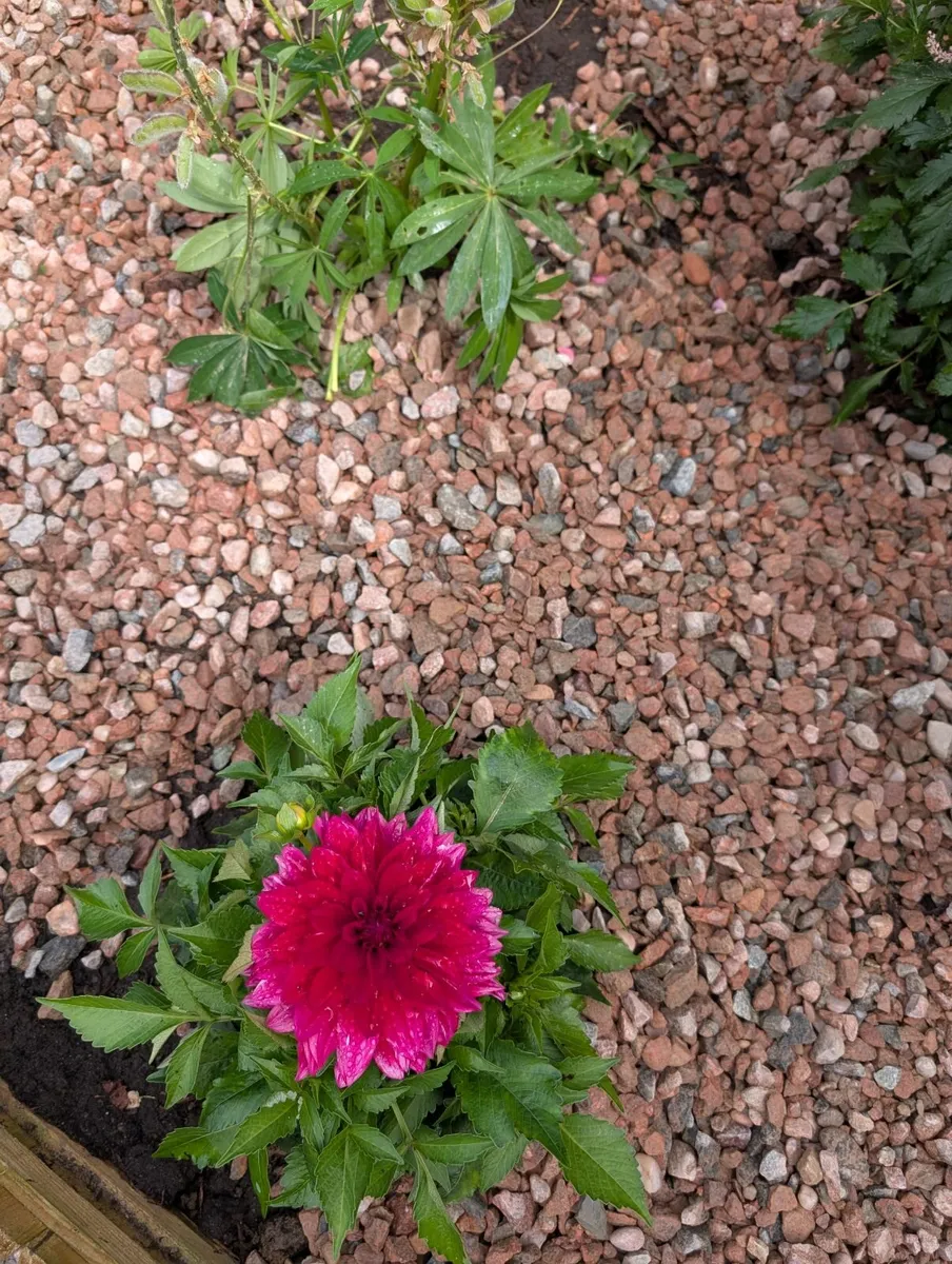 Decorative stones garden landscape - Image 1