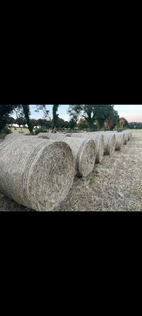 Hay bales - Image 1