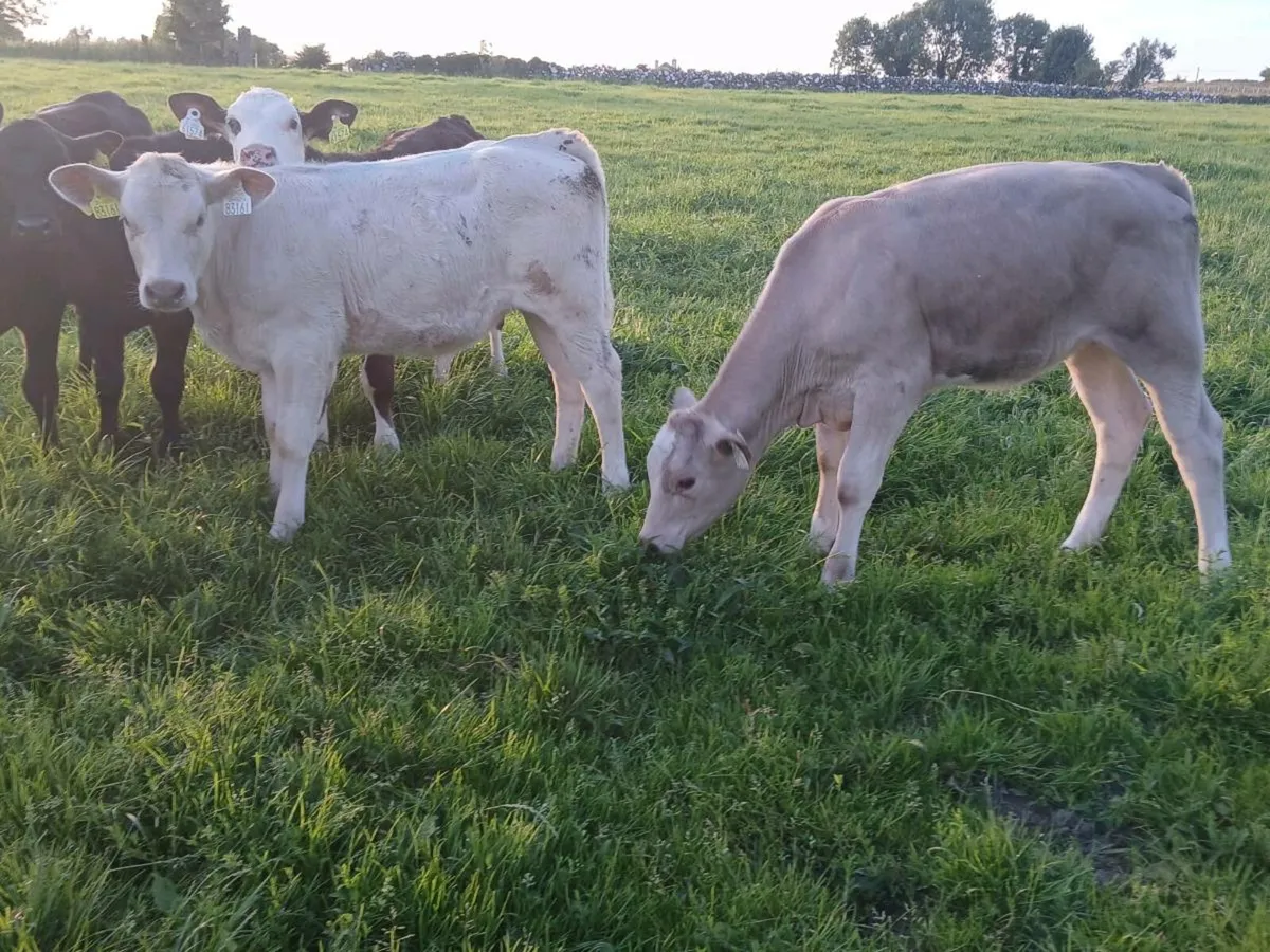 16 Heifer Weanlings - Image 2