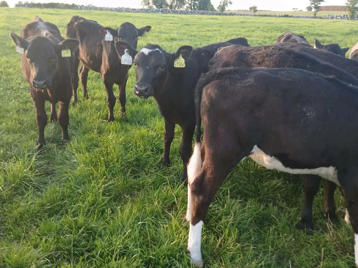 16 Heifer Weanlings - Image 3