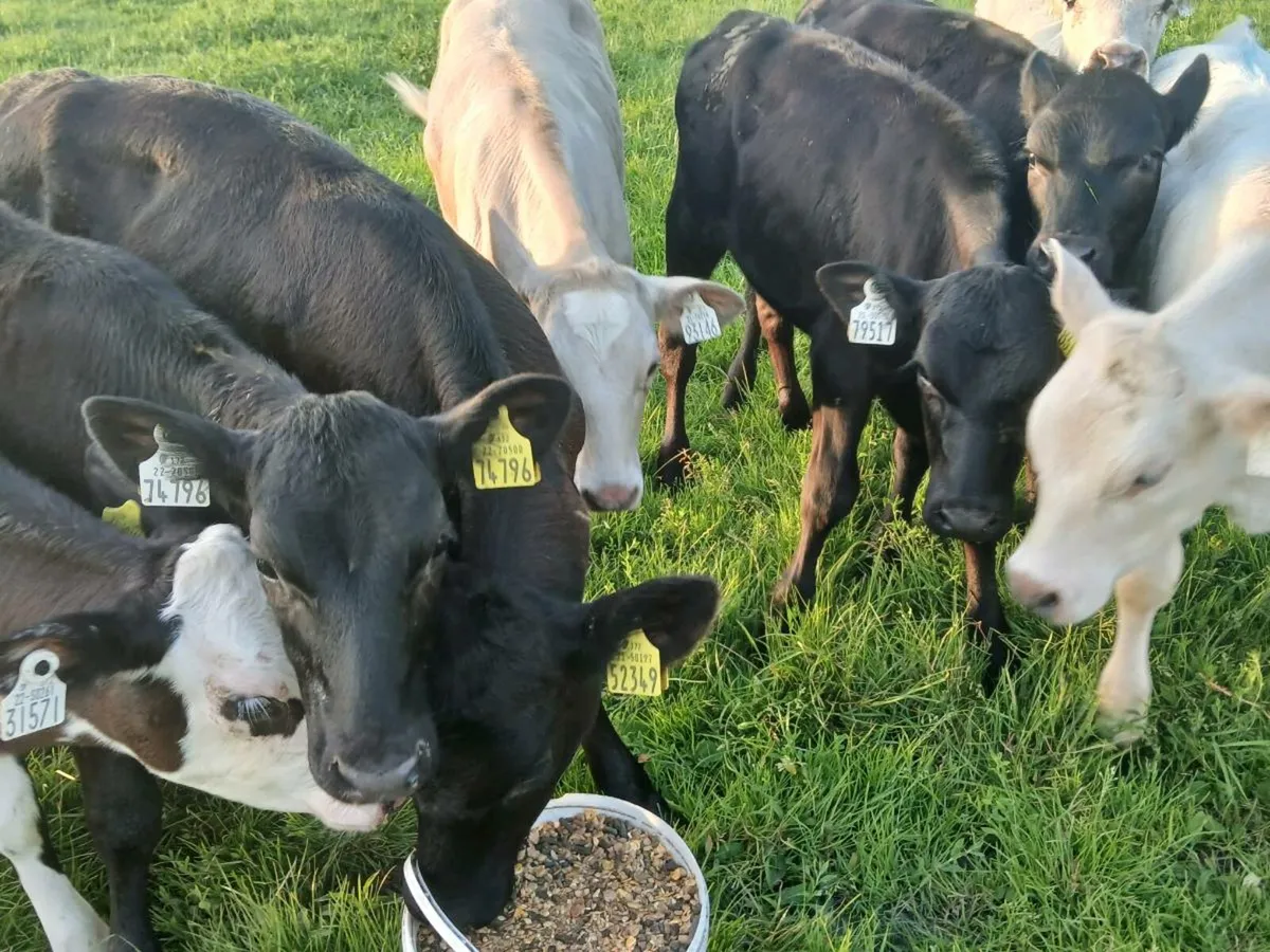 16 Heifer Weanlings - Image 4