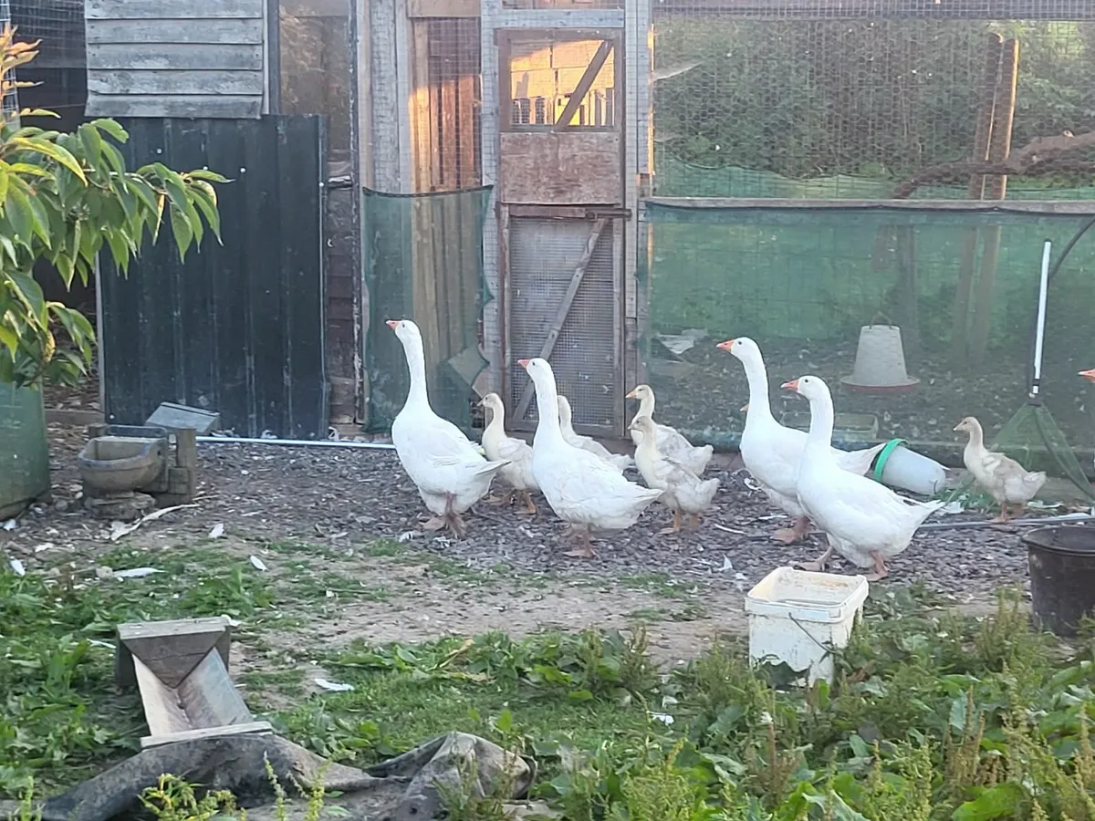 Geese - Image 1