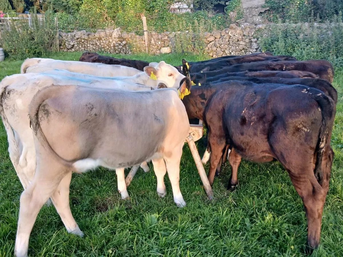 16 Heifer Weanlings - Image 1