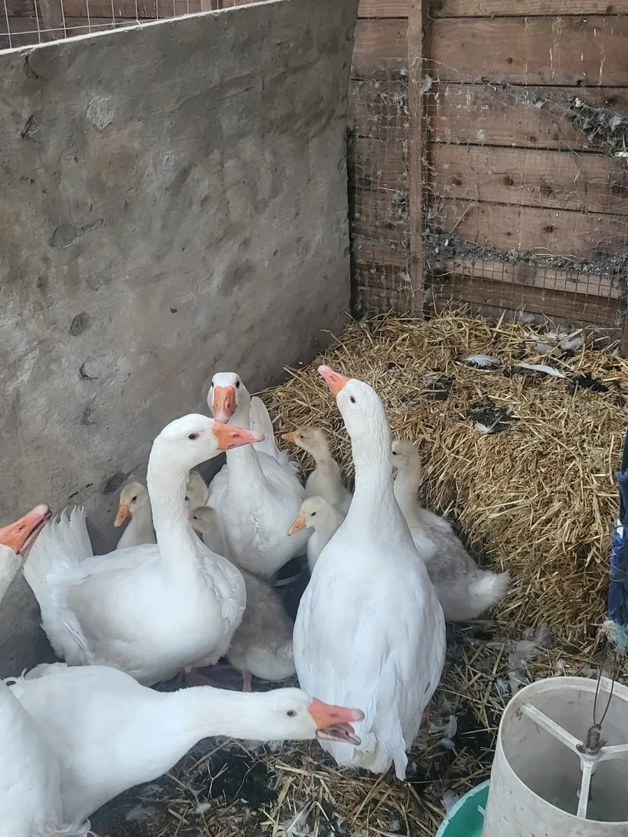 Geese - Image 2