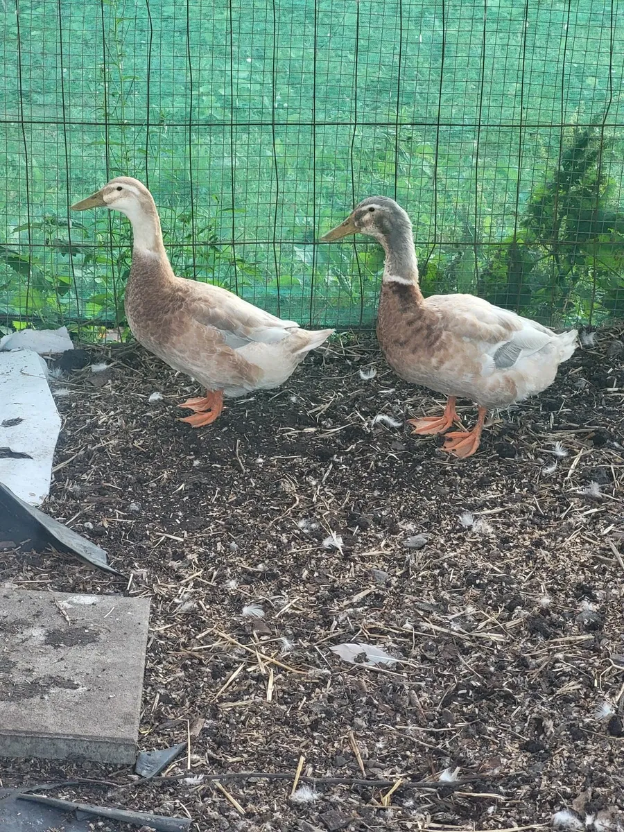 Geese - Image 3