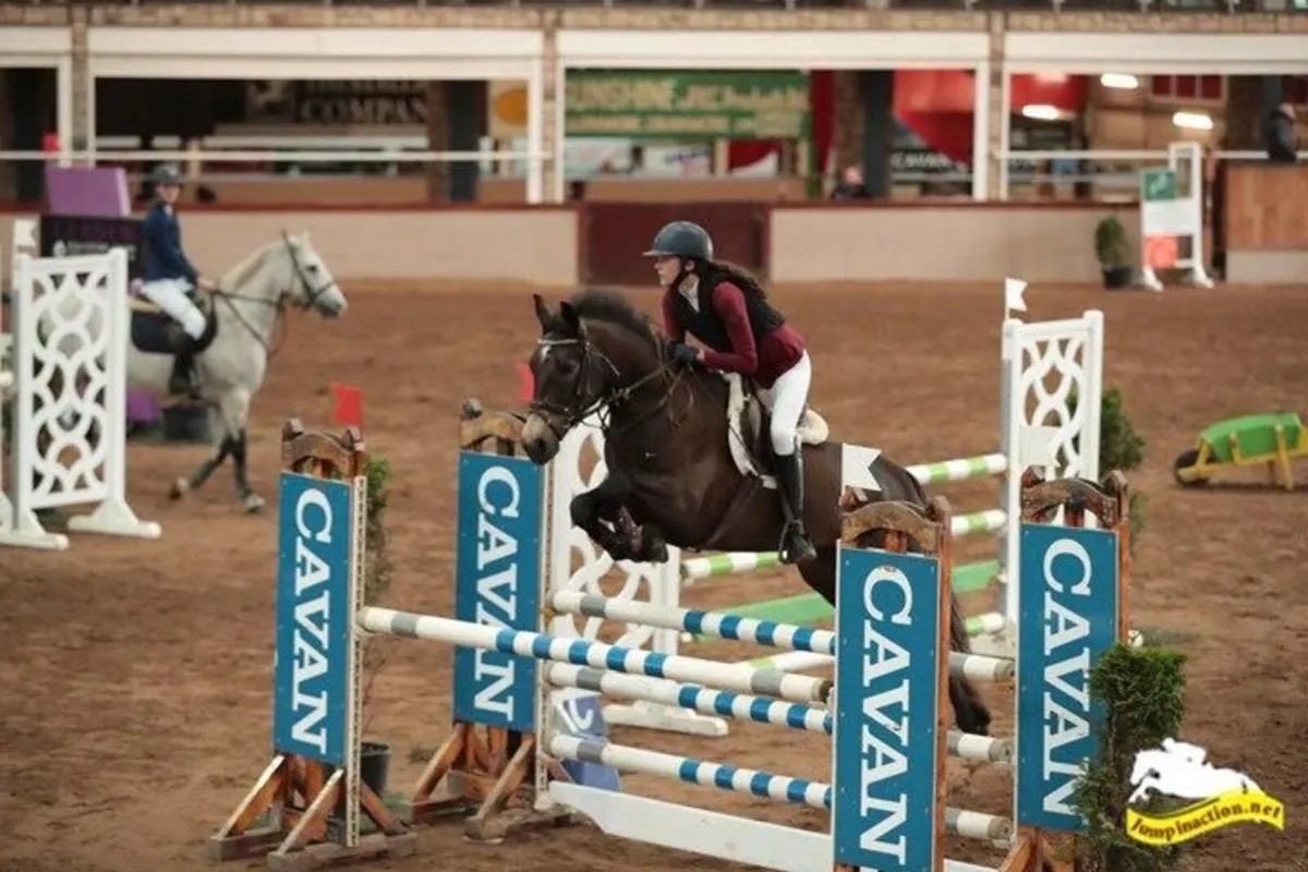 148 superstar connemara pony - Image 1