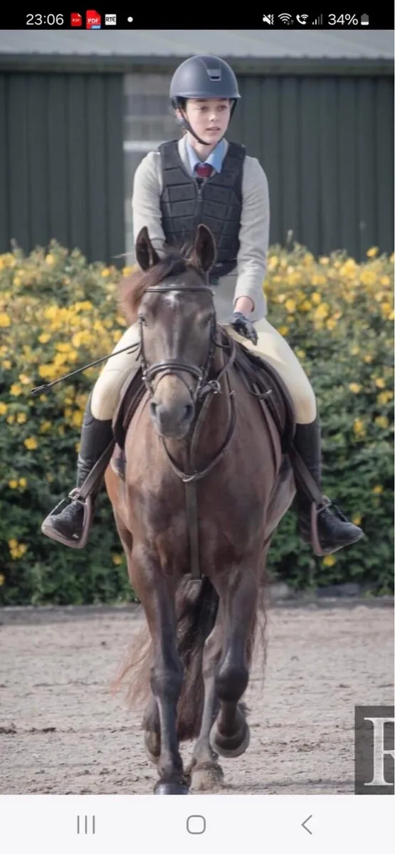 148 superstar connemara pony - Image 2