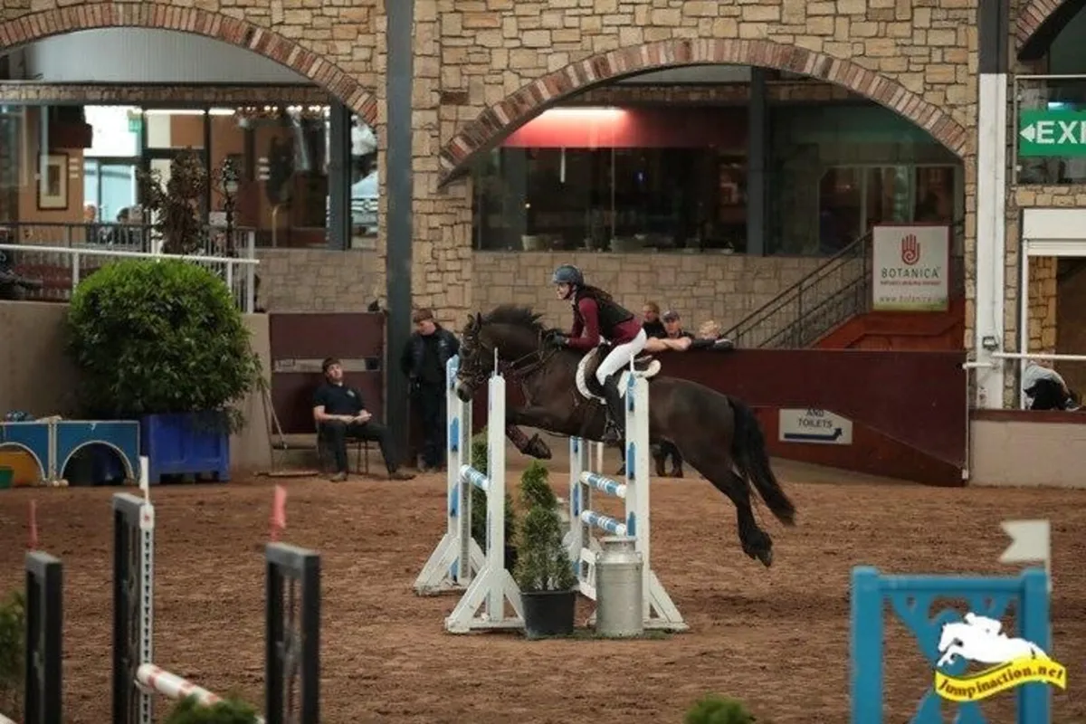 148 superstar connemara pony - Image 3
