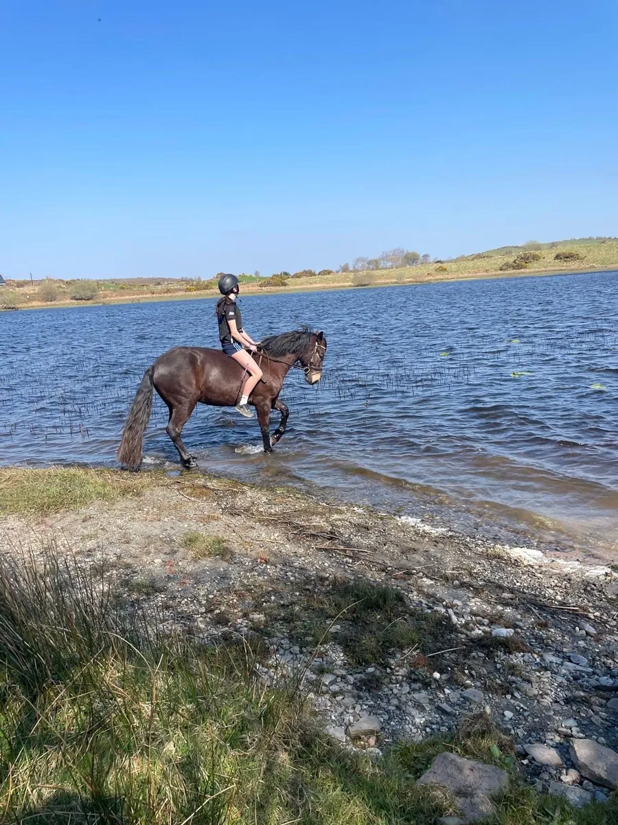 148 superstar connemara pony - Image 4