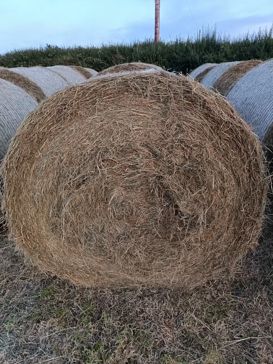 46 round bales of hay for sale - Image 1