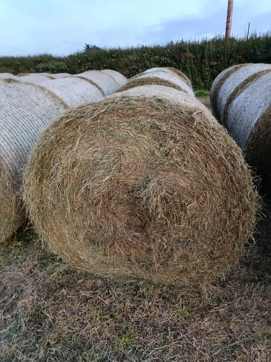46 round bales of hay for sale - Image 2