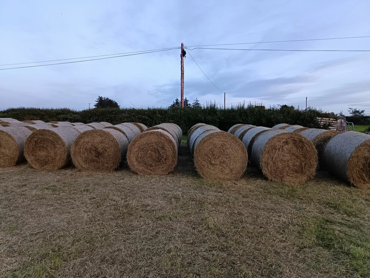 46 round bales of hay for sale - Image 3