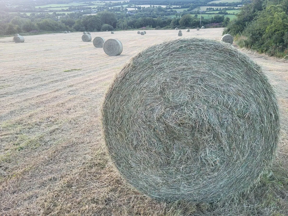 Organic Hay For Sale - Image 4