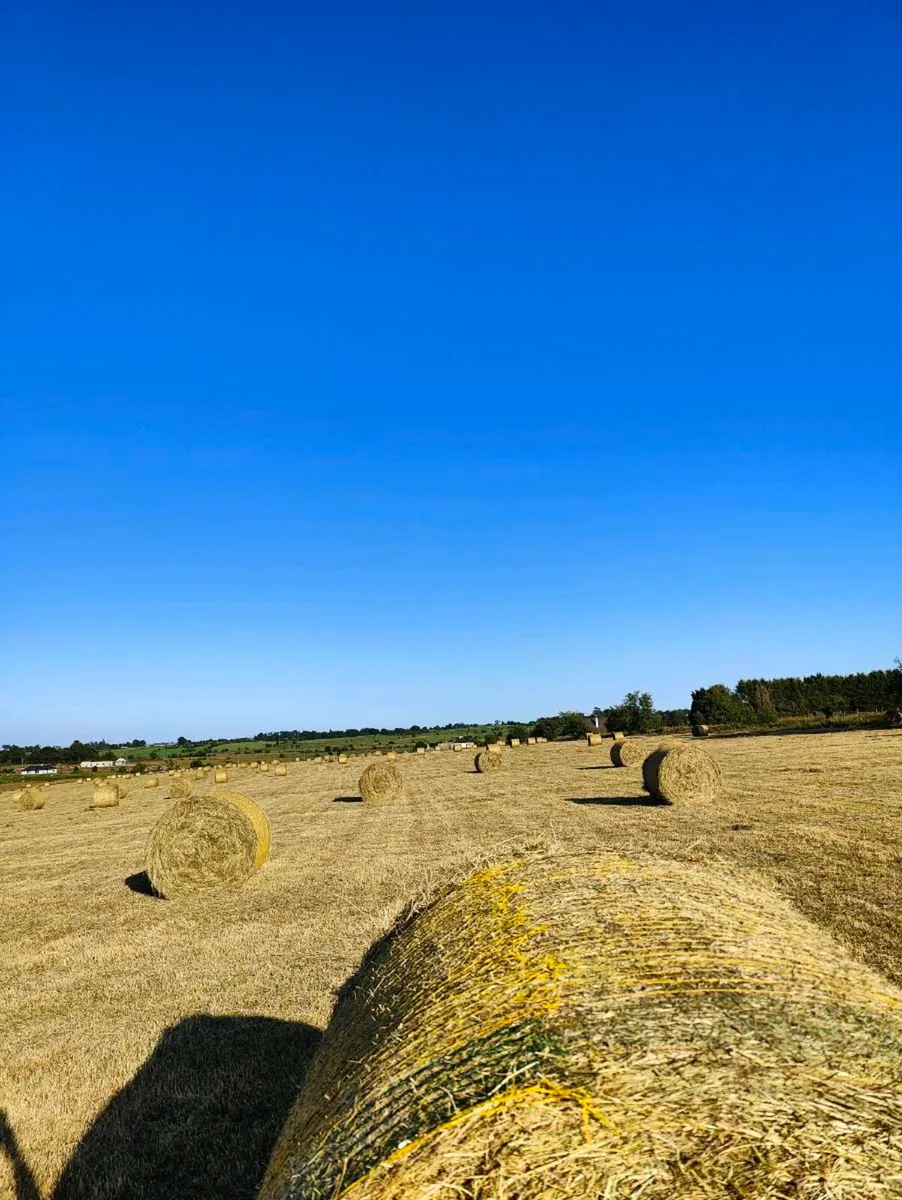 Cracking hay - Image 1