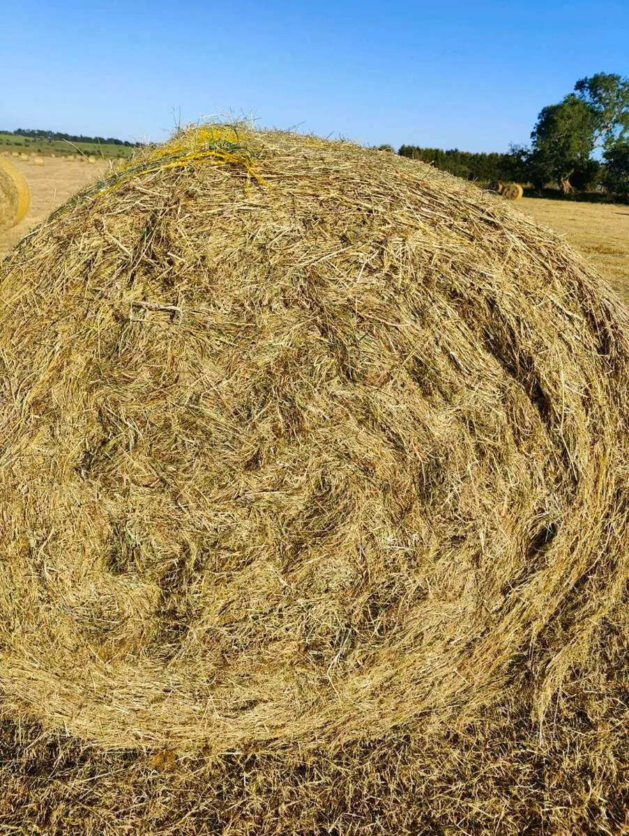 Cracking hay - Image 2