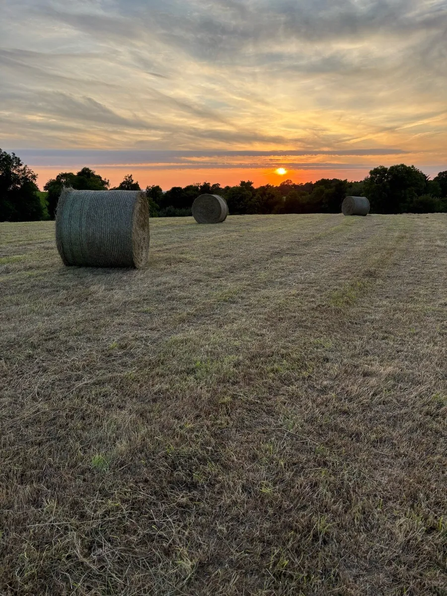 Hay