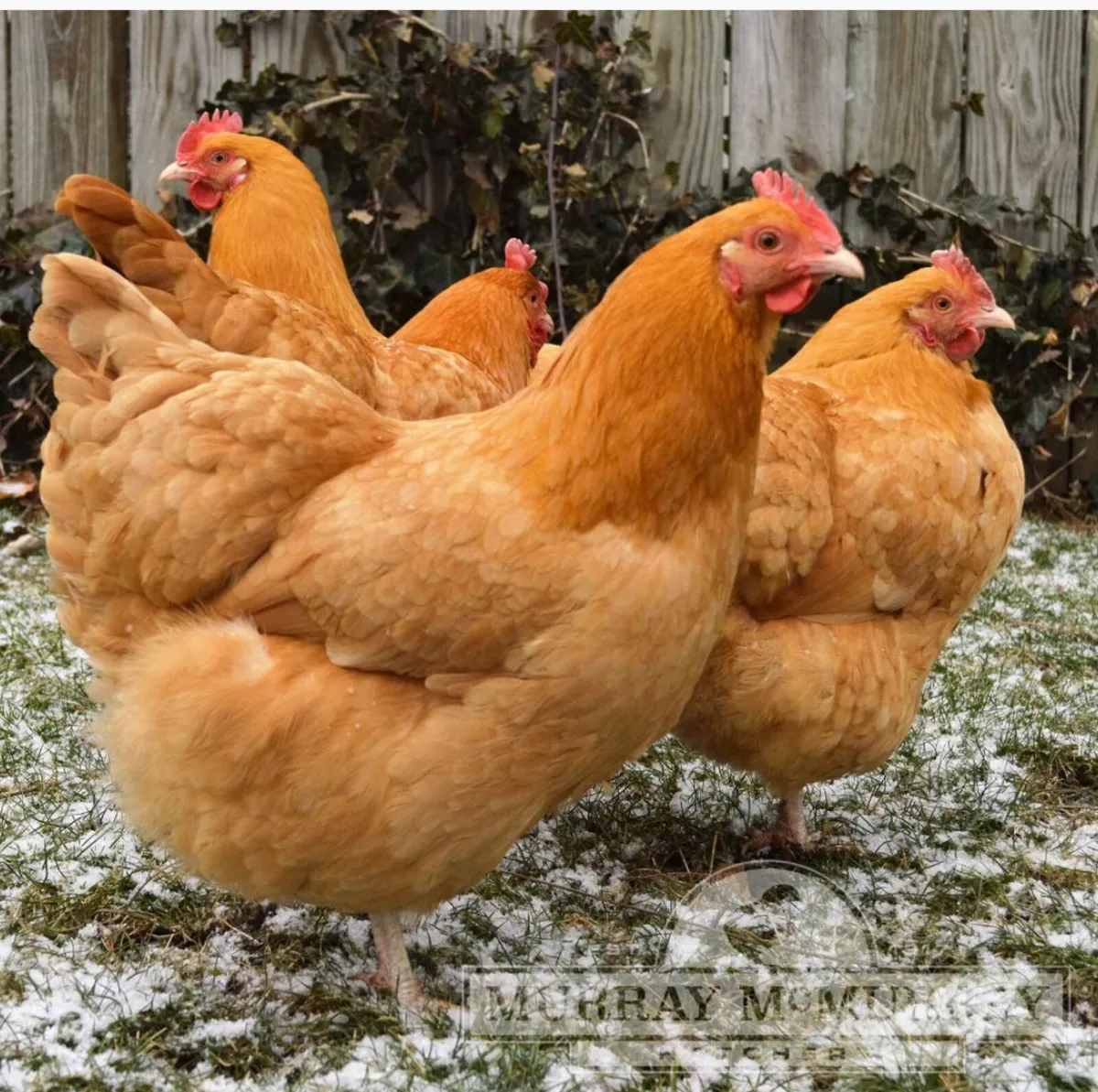 gold Brahma hens and Sussex hens - Image 3
