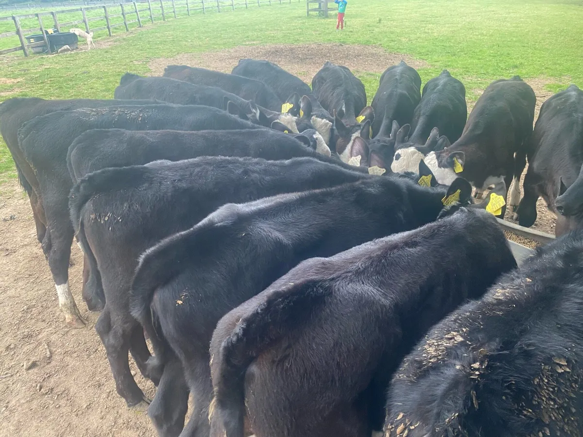 15 Reared Heifer Calves @ Lissava - Image 1