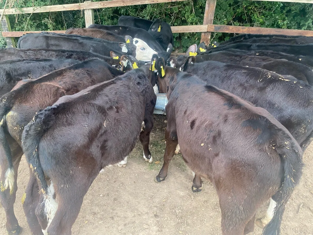 15 Reared Heifer Calves @ Lissava - Image 2