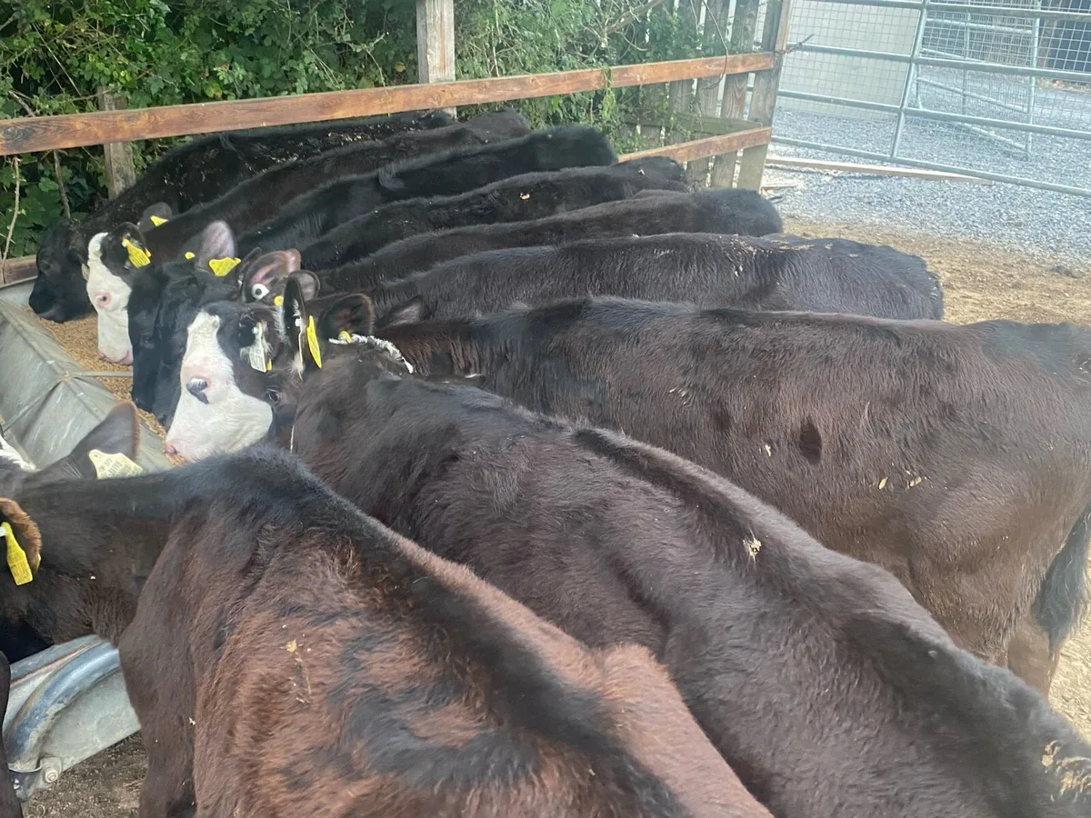 15 Reared Heifer Calves @ Lissava - Image 3