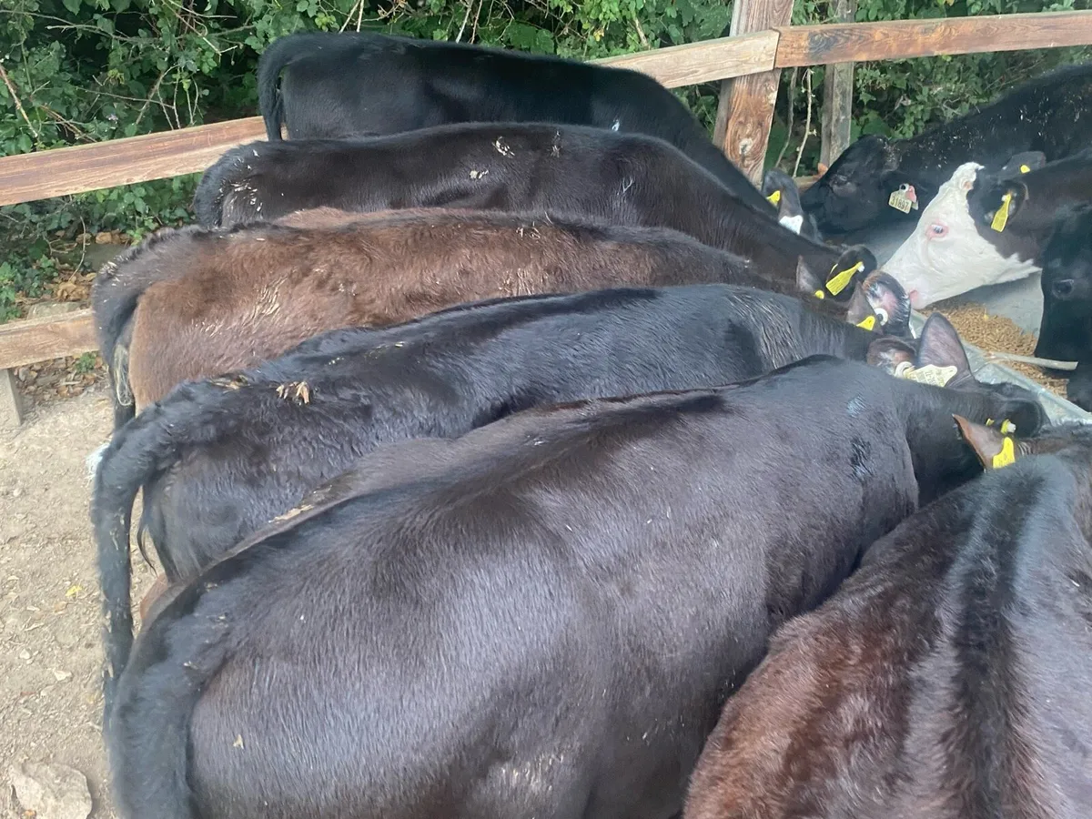 15 Reared Heifer Calves @ Lissava - Image 4
