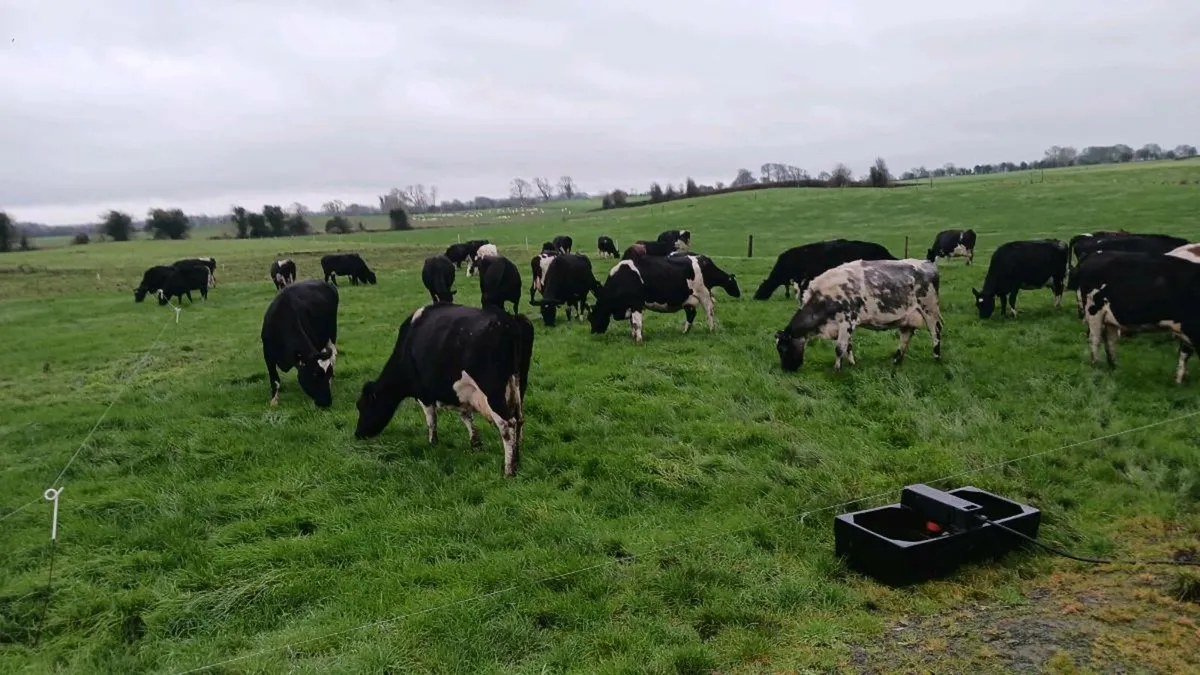 Cows - Image 1