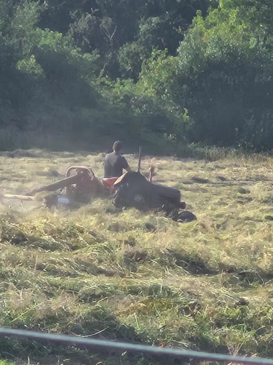 Organic Hay For Sale - Image 2