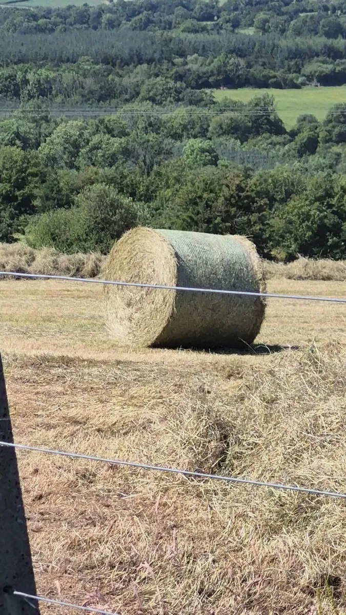 Organic Hay For Sale - Image 3