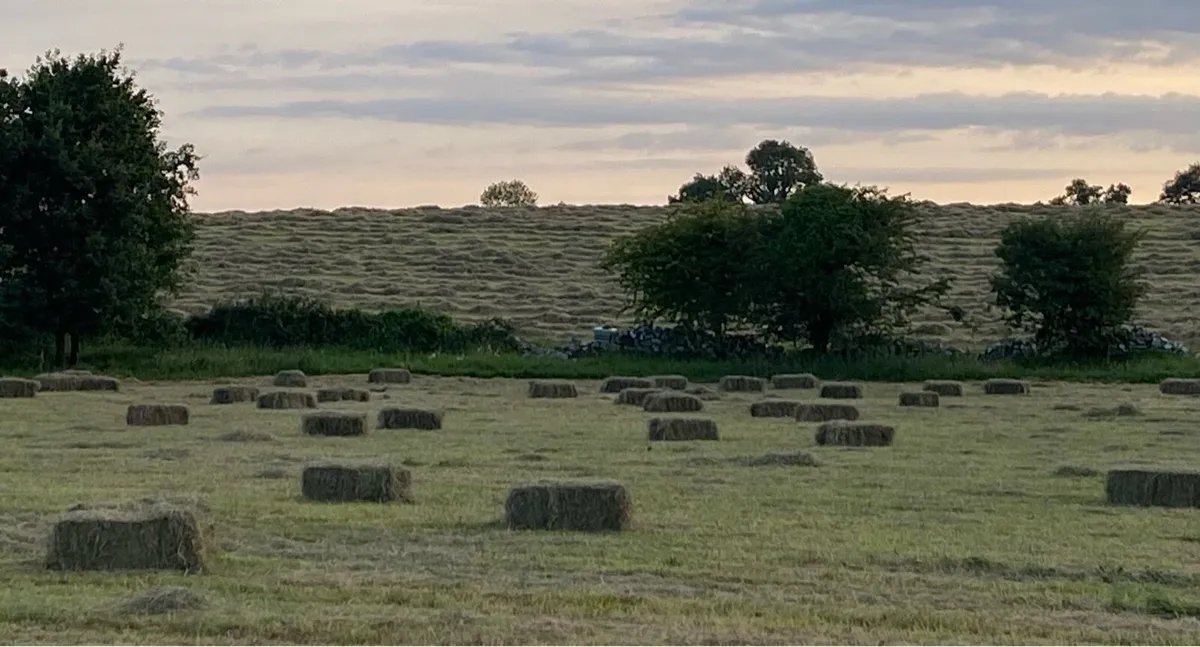 Square bales Hay