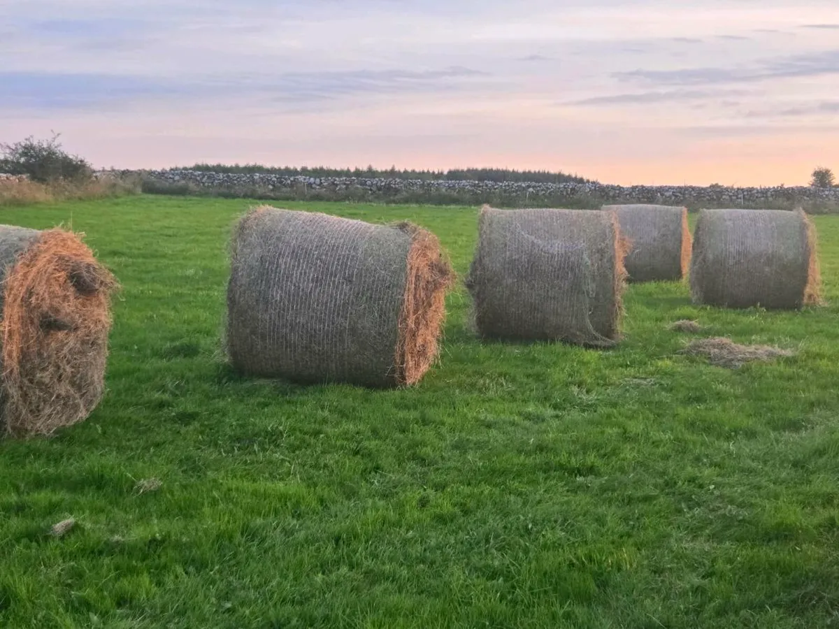 Hay Bales for sale - Image 1