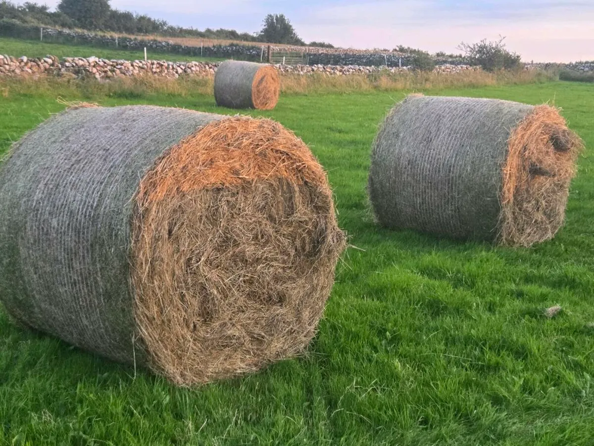Hay Bales for sale - Image 2