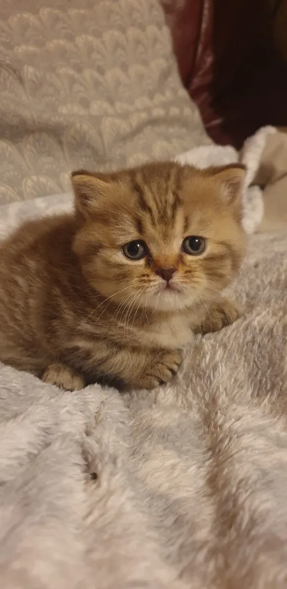British short hair kitten - Image 1