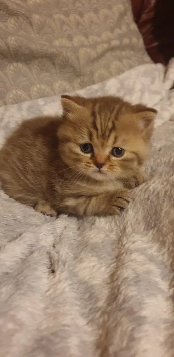 British short hair kitten - Image 2